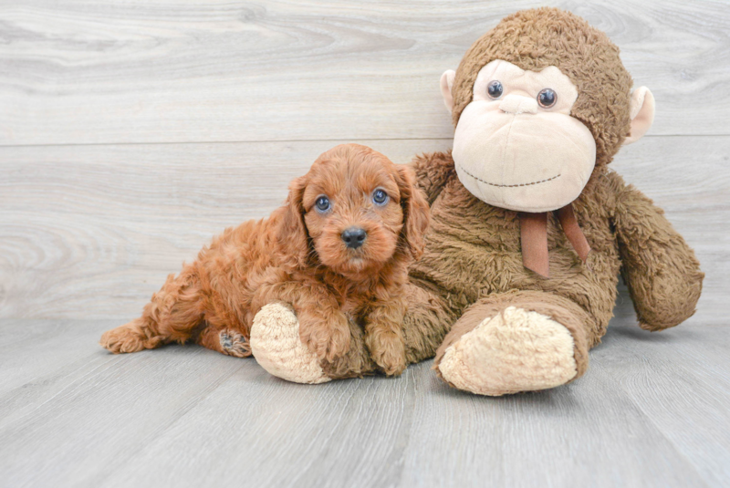Meet Sonny - our Cavapoo Puppy Photo 1/3 - Premier Pups