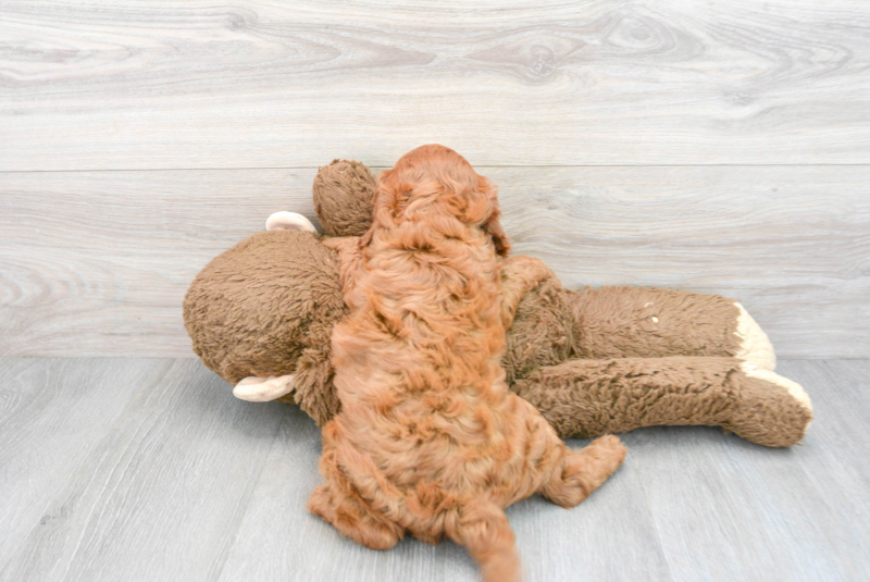 Meet Sonny - our Cavapoo Puppy Photo 2/3 - Premier Pups