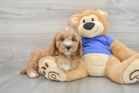 Adorable Cavoodle Poodle Mix Puppy