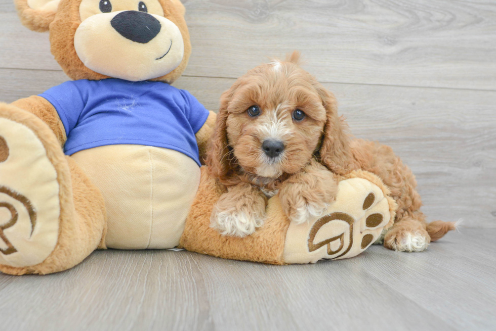 Cavapoo Pup Being Cute