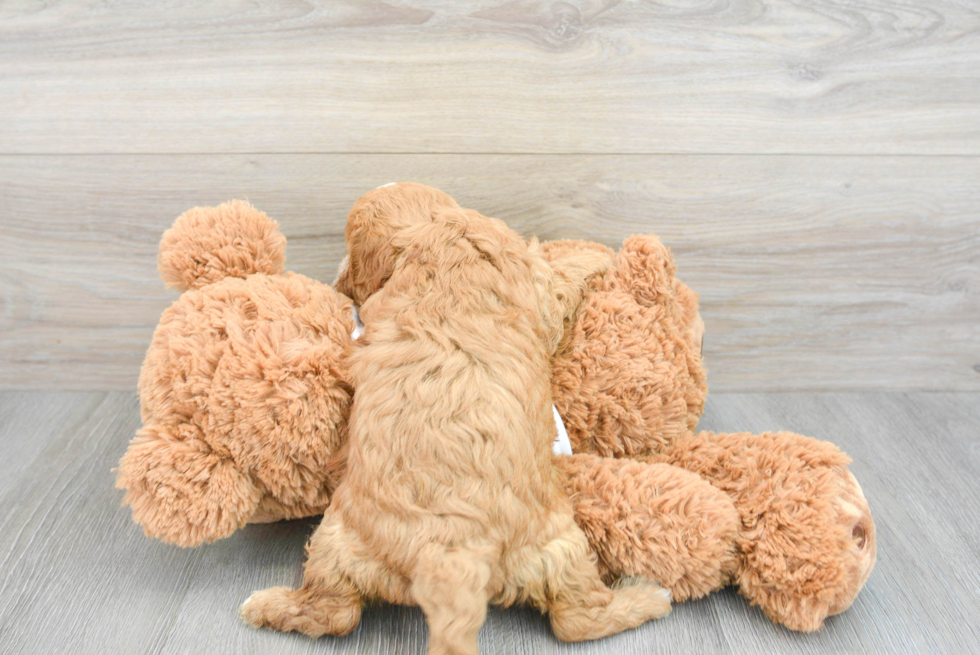 Hypoallergenic Cavoodle Poodle Mix Puppy