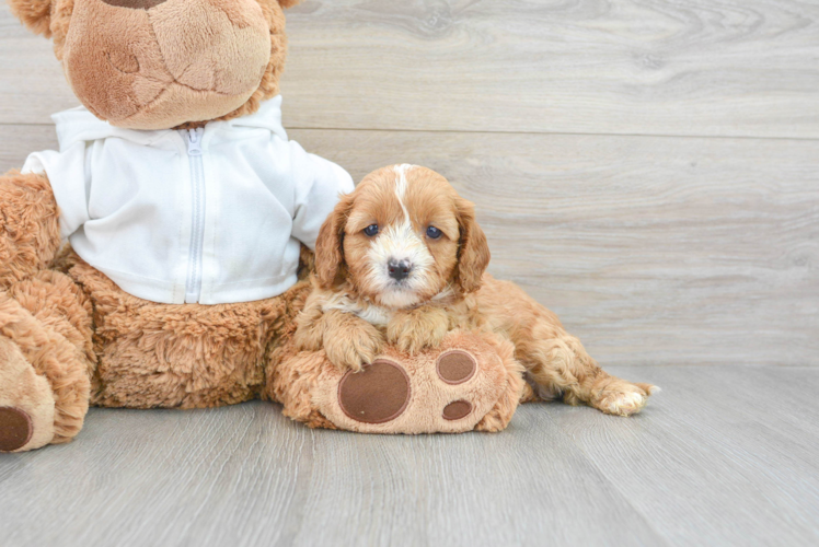 Petite Cavapoo Poodle Mix Pup
