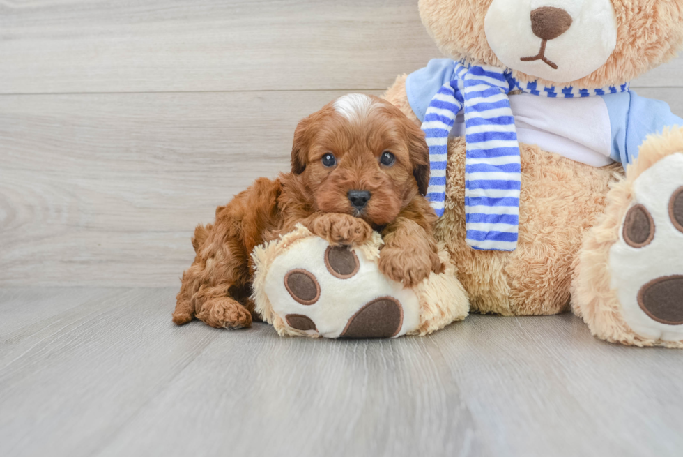 Petite Cavapoo Poodle Mix Pup