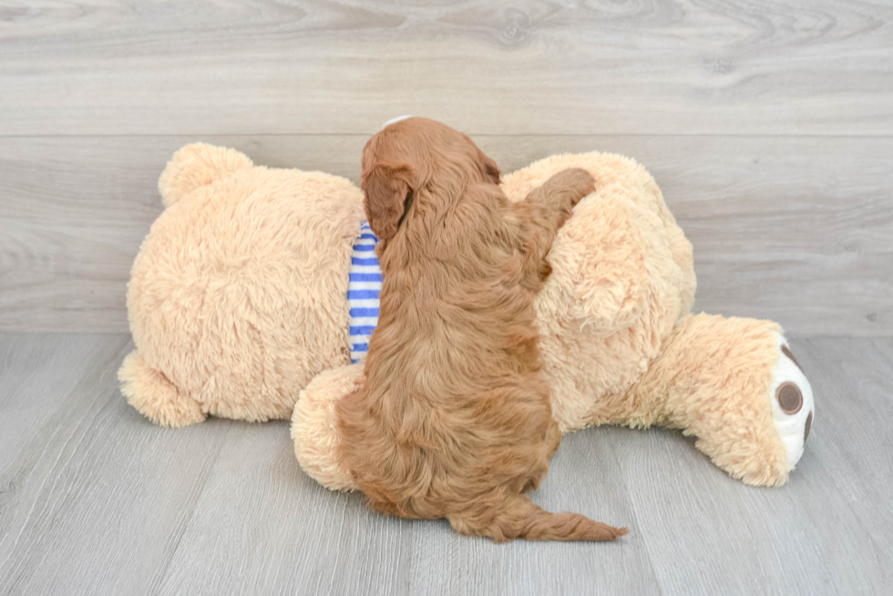 Sweet Cavapoo Baby