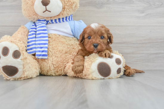 Hypoallergenic Cavoodle Poodle Mix Puppy