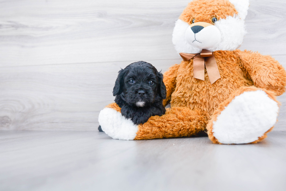 Friendly Cavapoo Baby