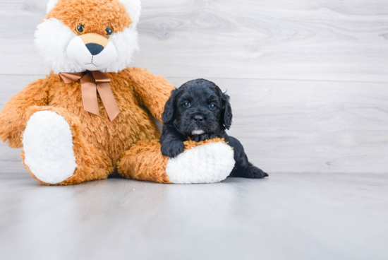 Funny Cavapoo Poodle Mix Pup