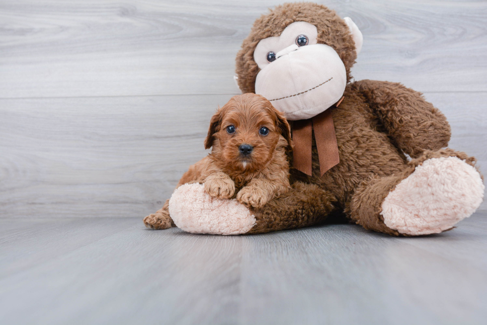 Happy Cavapoo Baby