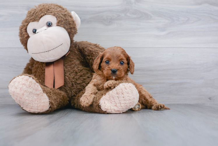 Smart Cavapoo Poodle Mix Pup