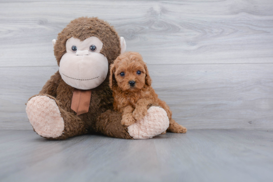 Cute Cavapoo Baby