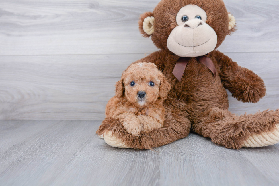 Cavapoo Pup Being Cute