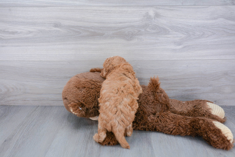 Cavapoo Puppy for Adoption