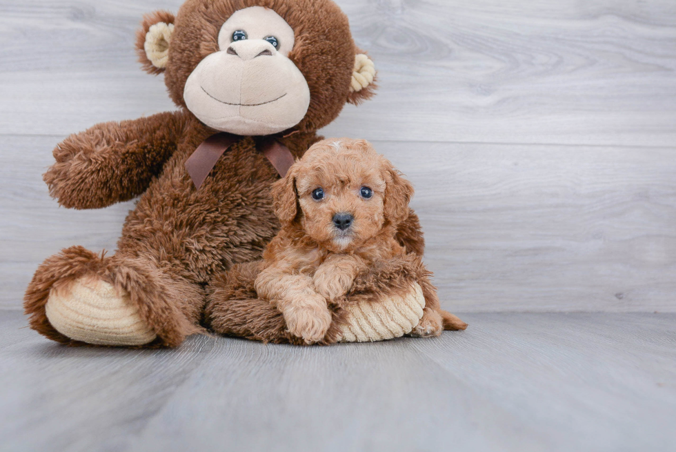 Smart Cavapoo Poodle Mix Pup