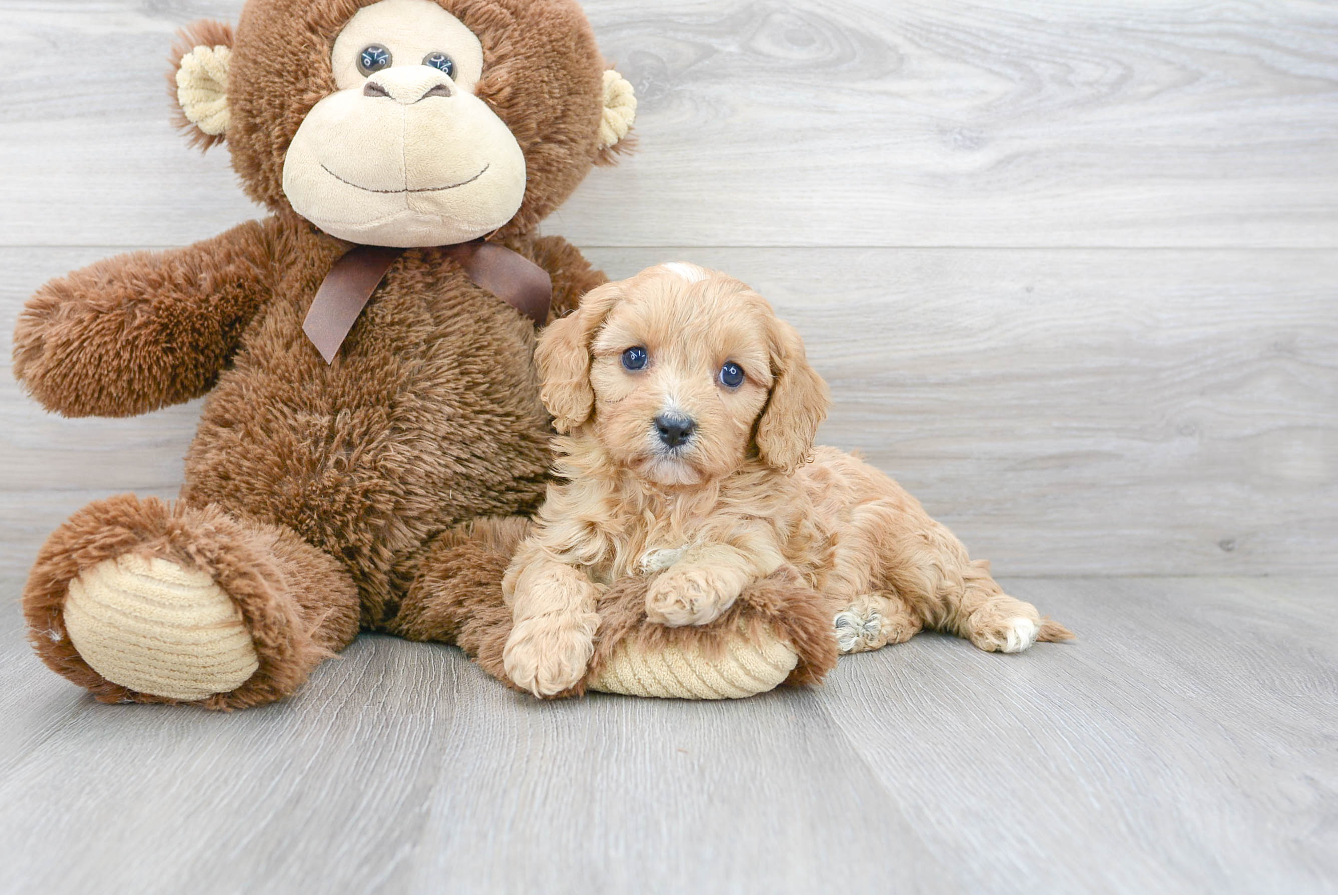 Cavapoo Puppy for Adoption