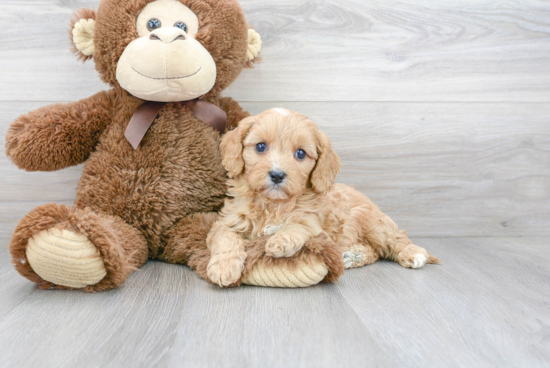 Cavapoo Puppy for Adoption