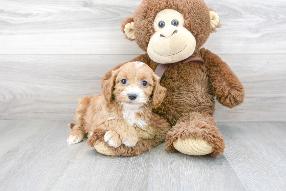 Little Cavoodle Poodle Mix Puppy