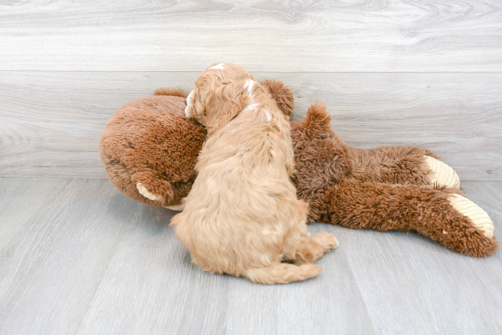 Little Cavoodle Poodle Mix Puppy