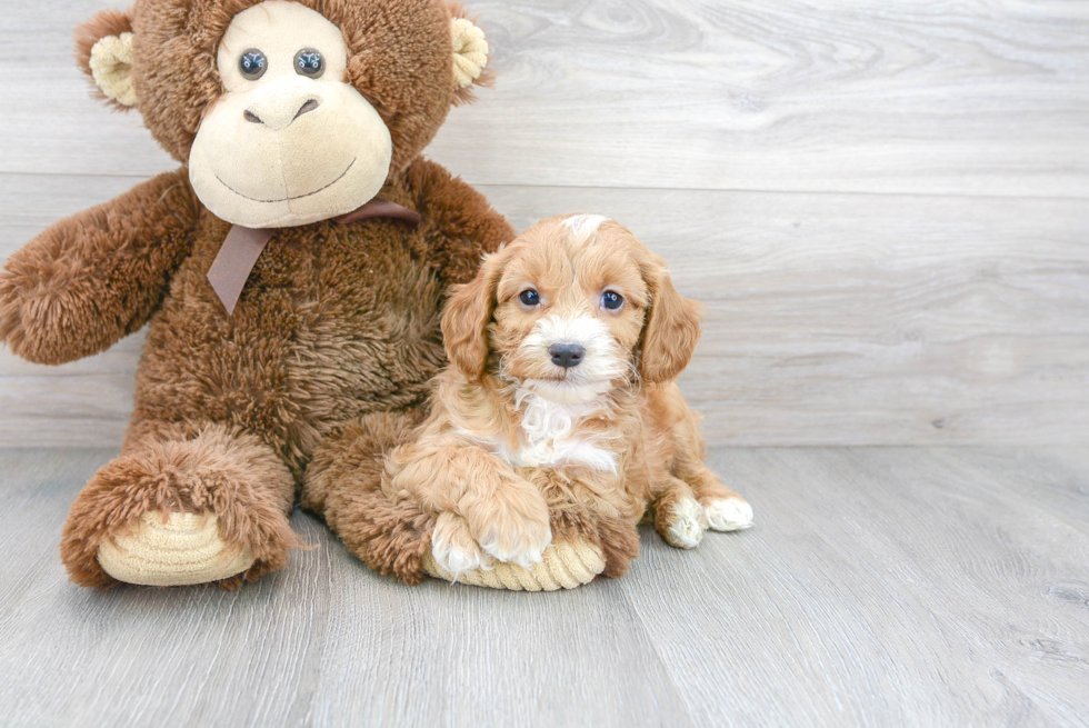 Best Cavapoo Baby