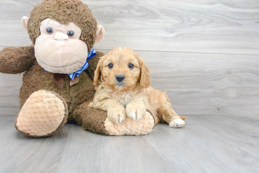 Cavapoo Pup Being Cute