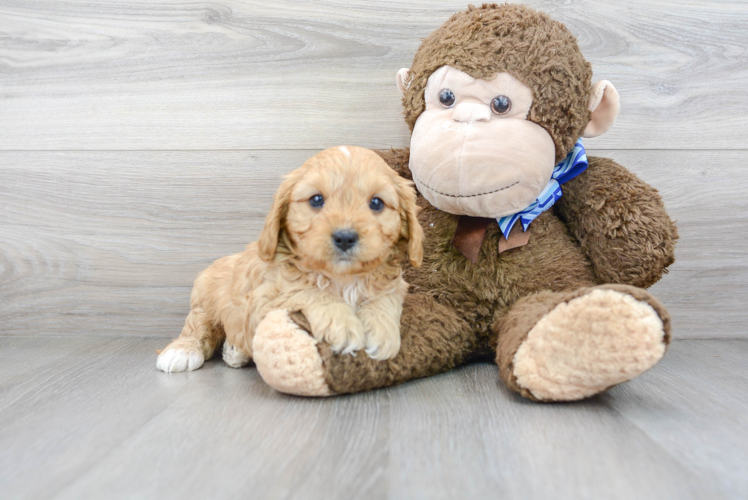 Fluffy Cavapoo Poodle Mix Pup