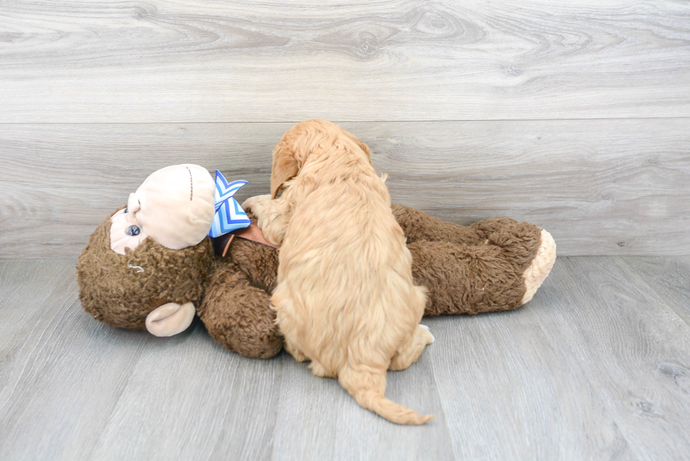 Happy Cavapoo Baby