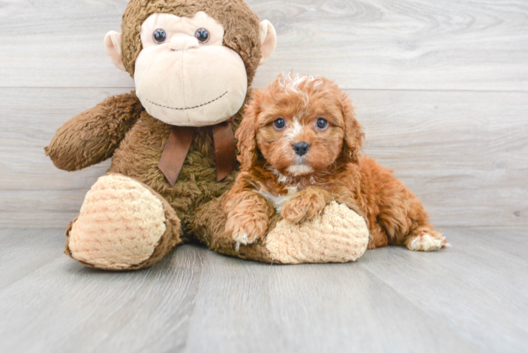 Best Cavapoo Baby