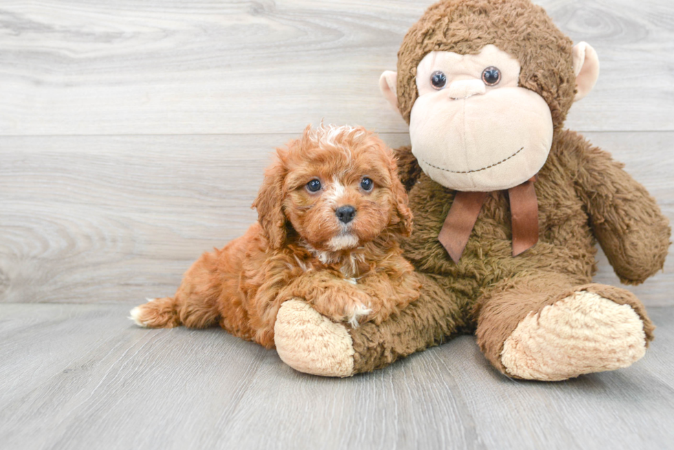 Energetic Cavoodle Poodle Mix Puppy