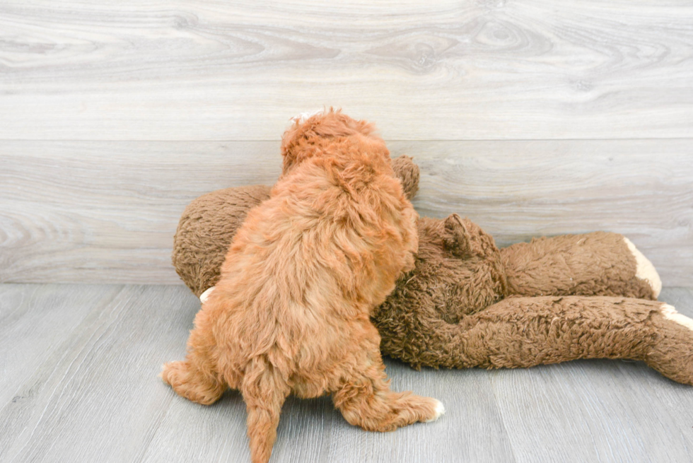 Cavapoo Pup Being Cute