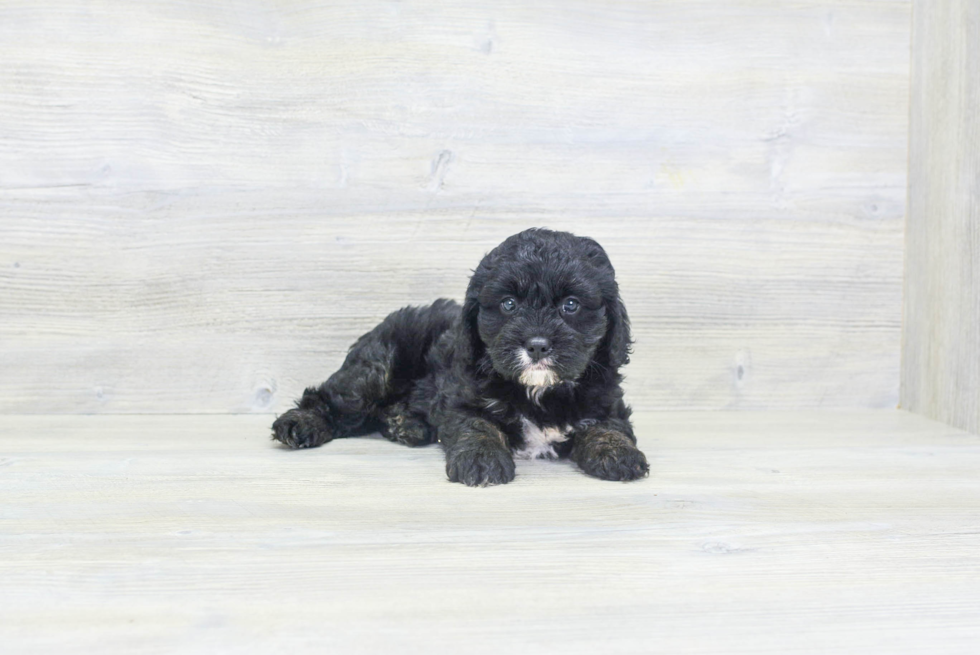 Adorable Cavoodle Poodle Mix Puppy