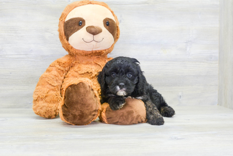 Fluffy Cavapoo Poodle Mix Pup