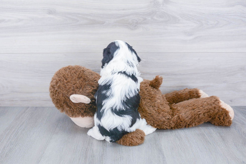 Energetic Cavoodle Poodle Mix Puppy