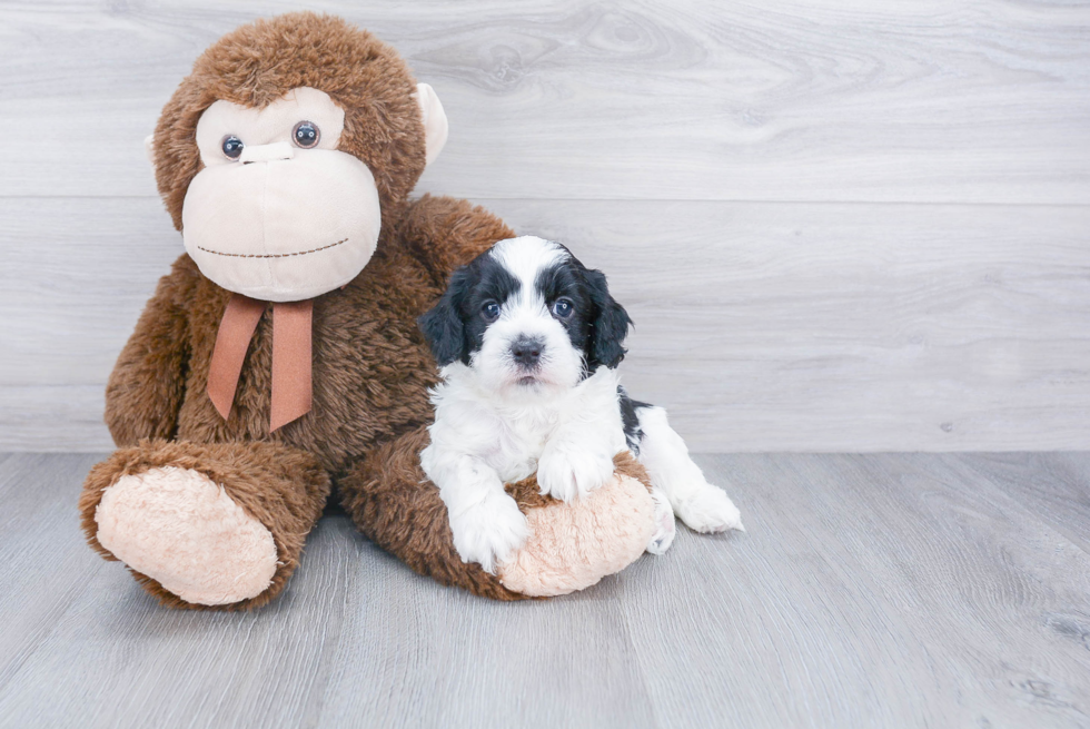 Happy Cavapoo Baby