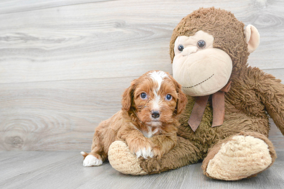 Best Cavapoo Baby