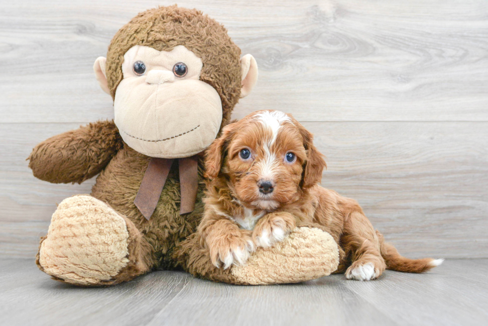 Smart Cavapoo Poodle Mix Pup