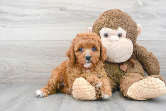 Playful Cavoodle Poodle Mix Puppy