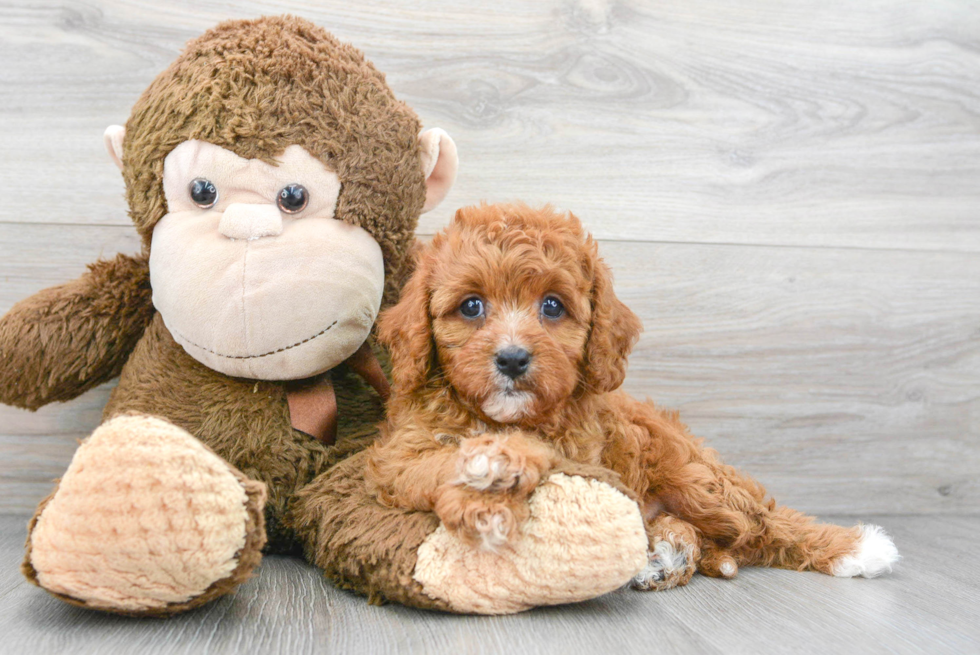 Adorable Cavoodle Poodle Mix Puppy