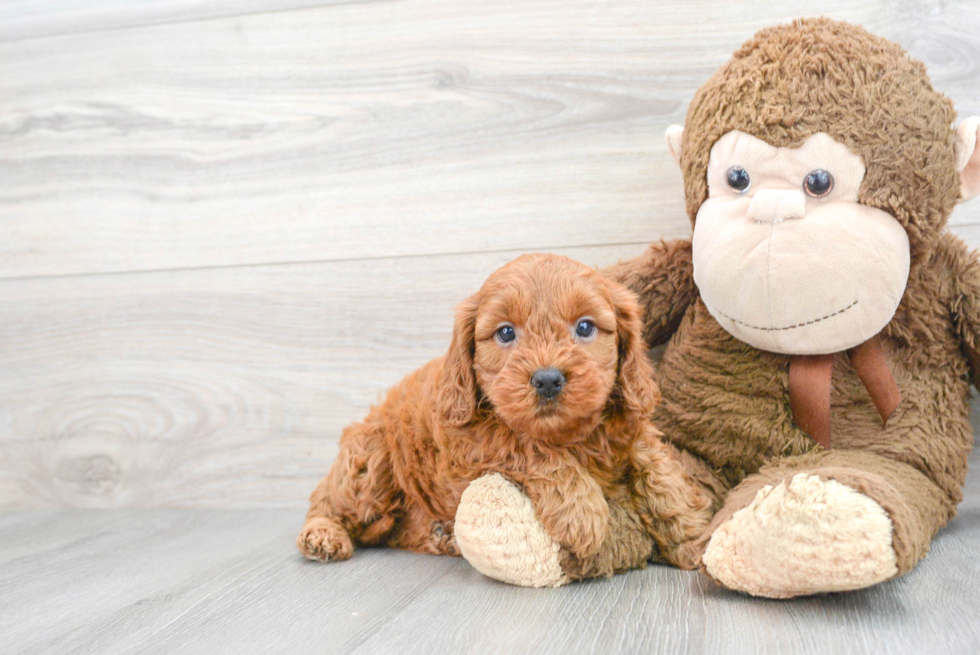 Friendly Cavapoo Baby