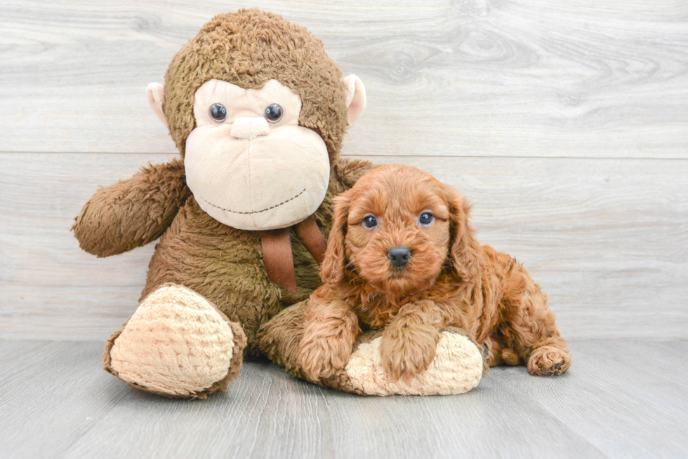 Fluffy Cavapoo Poodle Mix Pup