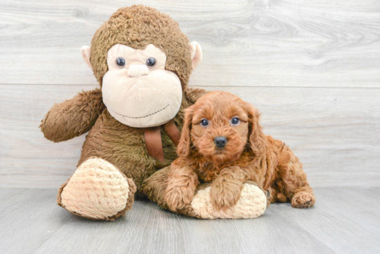 Fluffy Cavapoo Poodle Mix Pup