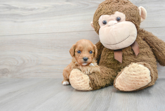 Best Cavapoo Baby