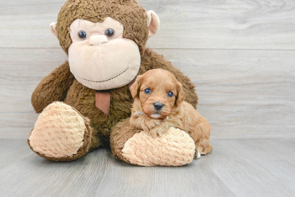 Cavapoo Pup Being Cute