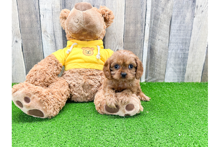 Fluffy Cavapoo Poodle Mix Pup