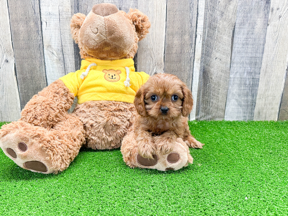 Fluffy Cavapoo Poodle Mix Pup