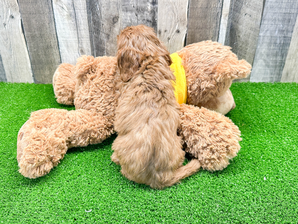 Funny Cavapoo Poodle Mix Pup