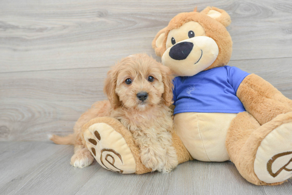 Friendly Cavapoo Baby