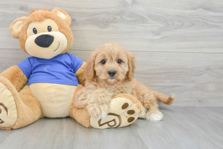 Cavapoo Puppy for Adoption