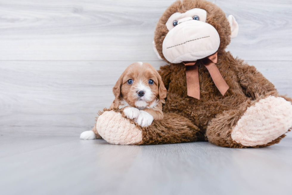 Popular Cavapoo Poodle Mix Pup