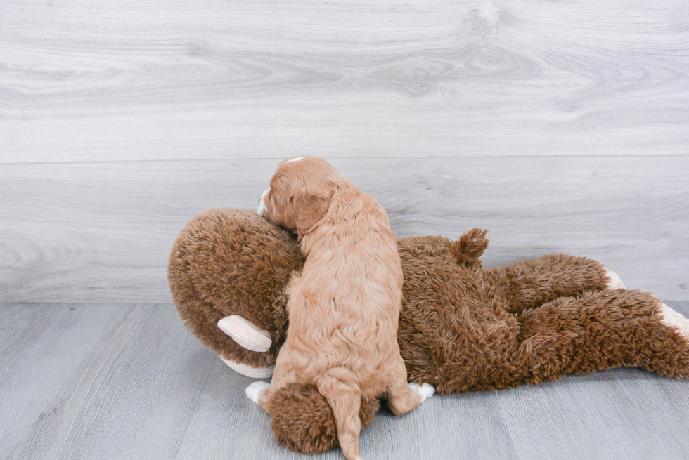 Cavapoo Pup Being Cute