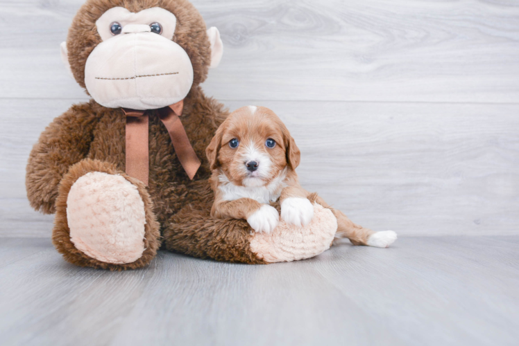 Cavapoo Pup Being Cute