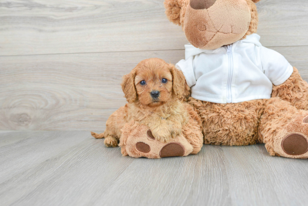 Small Cavapoo Baby